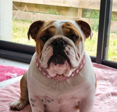https://chiens-de-france.com/photo/chiens/2026_05/tn200/TN200_202605252013586a1491668d671.png