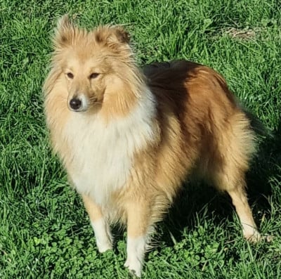 https://chiens-de-france.com/photo/chiens/2026_05/tn200/TN200_202605261100236a1561279a1bc.jpg