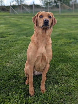 https://chiens-de-france.com/photo/chiens/2026_05/tn200/TN200_202605261336486a1585d088db4.jpg