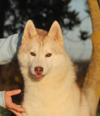 https://chiens-de-france.com/photo/chiens/2026_05/tn200/TN200_202605261411226a158dea936db.jpg
