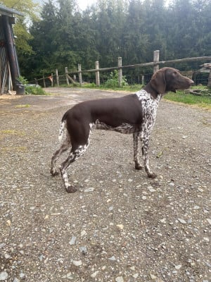 https://chiens-de-france.com/photo/chiens/2026_05/tn200/TN200_202605261546176a15a42925b29.jpg