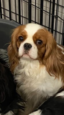 https://chiens-de-france.com/photo/chiens/2026_05/tn200/TN200_202605261809436a15c5c7a9a8c.jpg