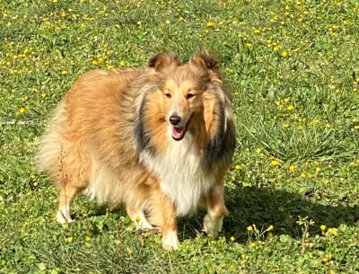 https://chiens-de-france.com/photo/chiens/2026_05/tn200/TN200_202605271547506a16f6061d028.jpg
