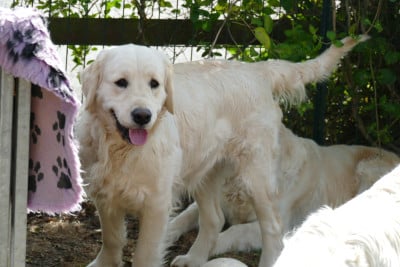 https://chiens-de-france.com/photo/chiens/2026_05/tn200/TN200_202605272028216a1737c5ab07d.jpg