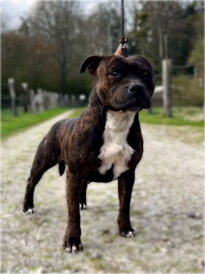 https://chiens-de-france.com/photo/chiens/2026_05/tn200/TN200_202605272302056a175bcd2d041.png