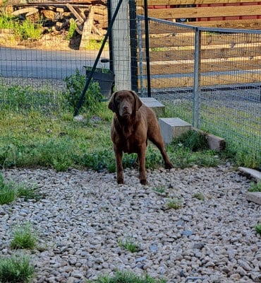 https://chiens-de-france.com/photo/chiens/2026_05/tn200/TN200_202605280719116a17d04f48af6.jpg