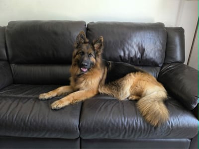 https://chiens-de-france.com/photo/chiens/2026_05/tn200/TN200_202605280854386a17e6ae13408.jpg