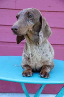https://chiens-de-france.com/photo/chiens/2026_05/tn200/TN200_202605281353546a182cd2b976e.jpg