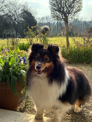 https://chiens-de-france.com/photo/chiens/2026_05/tn200/TN200_202605281651526a1856880b47e.jpg