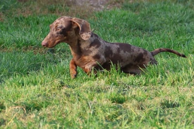 https://chiens-de-france.com/photo/chiens/2026_05/tn200/TN200_202605281755416a18657d3e3a8.jpg