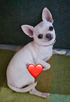 https://chiens-de-france.com/photo/chiens/2026_05/tn200/TN200_202605281836096a186ef96d9df.jpg