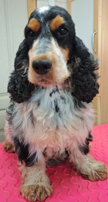 https://chiens-de-france.com/photo/chiens/2026_05/tn200/TN200_202605290924026a193f122f07e.jpg