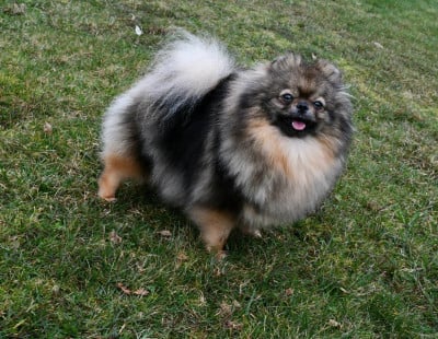 https://chiens-de-france.com/photo/chiens/2026_05/tn200/TN200_202605291857226a19c572ad379.jpg