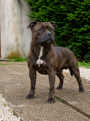 https://chiens-de-france.com/photo/chiens/2026_05/tn200/TN200_202605301101446a1aa7789e06e.png