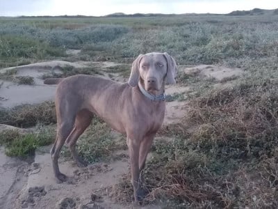 https://chiens-de-france.com/photo/chiens/2026_05/tn200/TN200_202605311137486a1c016c5b152.jpg