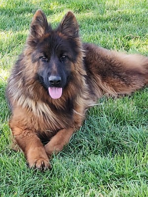 https://chiens-de-france.com/photo/chiens/2026_05/tn200/TN200_202605311158246a1c06402d81d.jpg