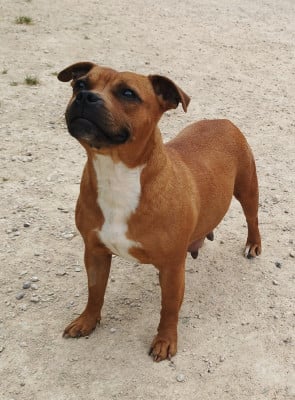 https://chiens-de-france.com/photo/chiens/2026_05/tn200/TN200_202605311636566a1c4788e3c3e.jpg