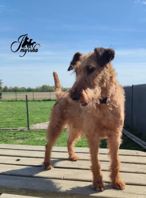 https://chiens-de-france.com/photo/chiens/2026_05/tn200/TN200_202605311822476a1c6057d6b71.jpg