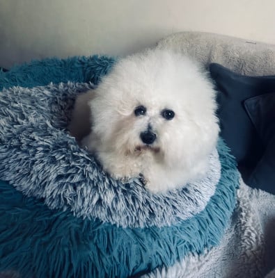 https://chiens-de-france.com/photo/chiens/2026_05/tn200/TN200_202606011538186a1d8b4a6bbec.jpg