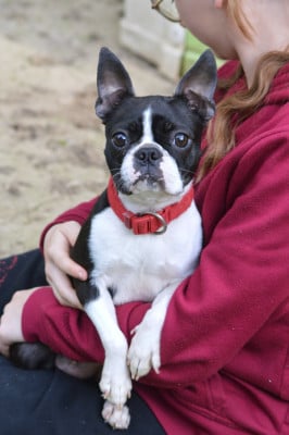 https://chiens-de-france.com/photo/chiens/2026_05/tn200/TN200_202606012225536a1dead1d7e26.jpg