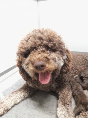 https://chiens-de-france.com/photo/chiens/2026_05/tn200/TN200_202606021402066a1ec63e6b8dc.jpg
