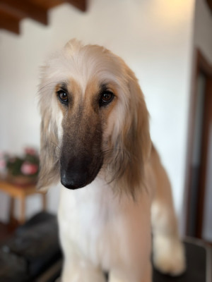 https://chiens-de-france.com/photo/chiens/2026_05/tn200/TN200_202606031926216a2063bda3a25.jpg