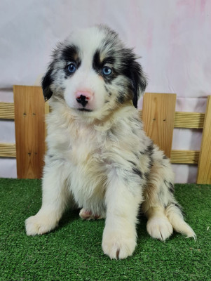 https://chiens-de-france.com/photo/chiens/2026_05/tn200/TN200_202606120913516a2bb1afb8961.jpg