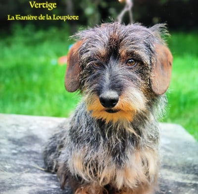 Vertige De Chez Dame Céline