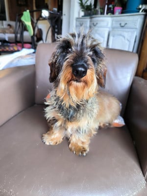 https://chiens-de-france.com/photo/chiens/2026_05/tn200/TN200_202606291616196a427e3315a27.jpg