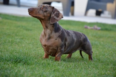 https://chiens-de-france.com/photo/chiens/2026_05/tn200/TN200_202607051529256a4a5c358bfc9.jpg