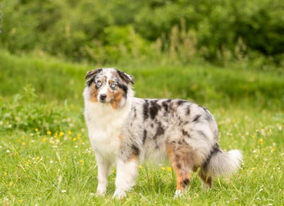 https://chiens-de-france.com/photo/chiens/2026_05/tn200/TN200_202608121656576a7c89b92a15e.jpg