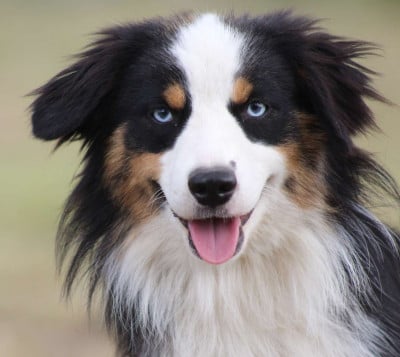 https://chiens-de-france.com/photo/chiens/2026_06/tn200/TN200_202606011557146a1d8fbaa633d.jpg