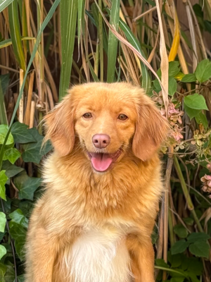 https://chiens-de-france.com/photo/chiens/2026_06/tn200/TN200_202606011616116a1d942bddca3.png