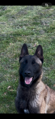 https://chiens-de-france.com/photo/chiens/2026_06/tn200/TN200_202606012042116a1dd28379b1a.png