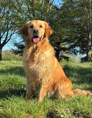 https://chiens-de-france.com/photo/chiens/2026_06/tn200/TN200_202606012048076a1dd3e70886e.jpg