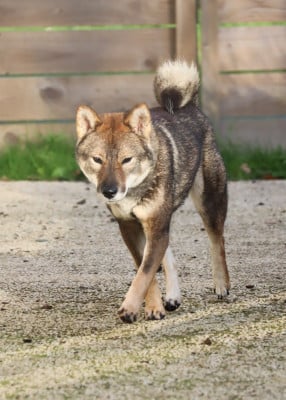 https://chiens-de-france.com/photo/chiens/2026_06/tn200/TN200_202606020111006a1e1184c668d.jpg
