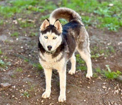 https://chiens-de-france.com/photo/chiens/2026_06/tn200/TN200_202606021518536a1ed83daad0d.jpg