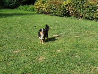 https://chiens-de-france.com/photo/chiens/2026_06/tn200/TN200_202606031100326a1fed303cb79.jpg