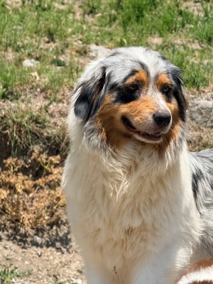 https://chiens-de-france.com/photo/chiens/2026_06/tn200/TN200_202606031548386a2030b6d18cb.jpg