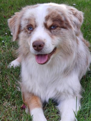 https://chiens-de-france.com/photo/chiens/2026_06/tn200/TN200_202606031904526a205eb4b27f4.jpg
