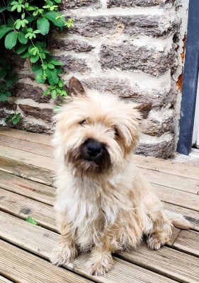 https://chiens-de-france.com/photo/chiens/2026_06/tn200/TN200_202606032310366a20984c6e795.jpg