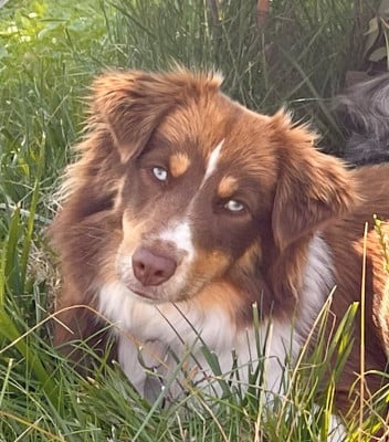 https://chiens-de-france.com/photo/chiens/2026_06/tn200/TN200_202606041057256a213df571c61.jpg