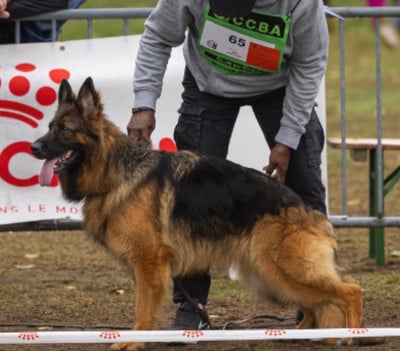 https://chiens-de-france.com/photo/chiens/2026_06/tn200/TN200_202606041147326a2149b4b4de0.jpg