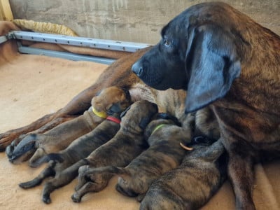 https://chiens-de-france.com/photo/chiens/2026_06/tn200/TN200_202606041626356a218b1b44df7.jpg