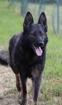 https://chiens-de-france.com/photo/chiens/2026_06/tn200/TN200_202606051033256a2289d58512f.jpg