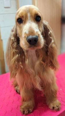 https://chiens-de-france.com/photo/chiens/2026_06/tn200/TN200_202606051848486a22fdf0a3a4e.jpg