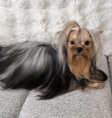 https://chiens-de-france.com/photo/chiens/2026_06/tn200/TN200_202606051956306a230dceab1f2.jpg