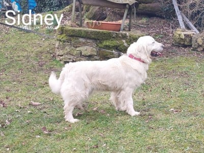 https://chiens-de-france.com/photo/chiens/2026_06/tn200/TN200_202606061139336a23ead574dd9.jpg