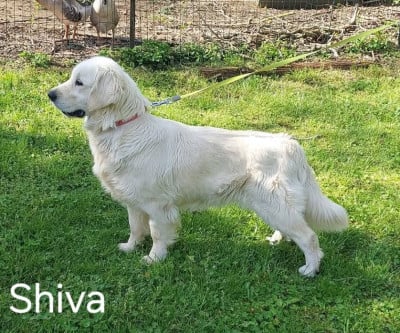 https://chiens-de-france.com/photo/chiens/2026_06/tn200/TN200_202606061144336a23ec0180b8f.jpg