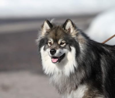 Fihtolas Fihtolas Aslak